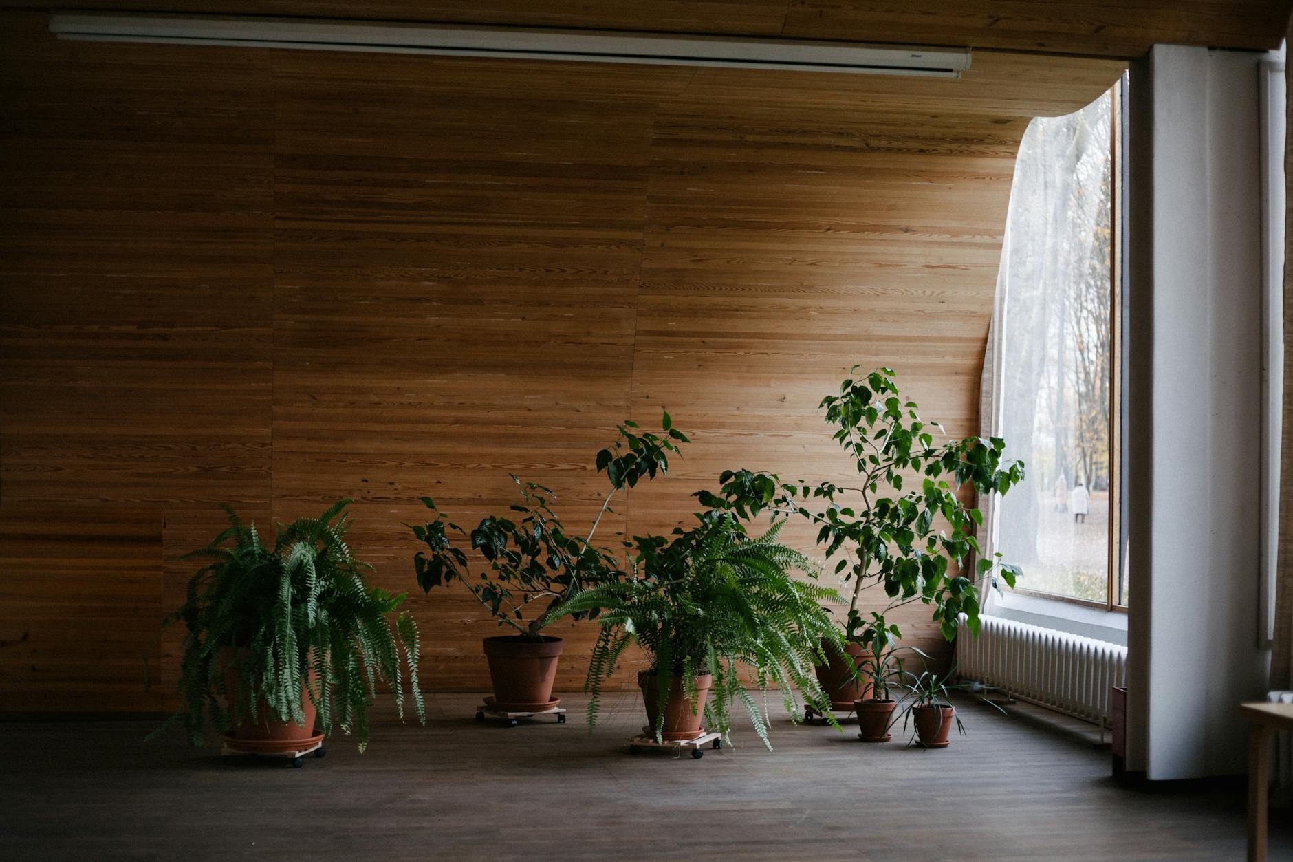 Best Indoor Plants for Minimalist Living Spaces